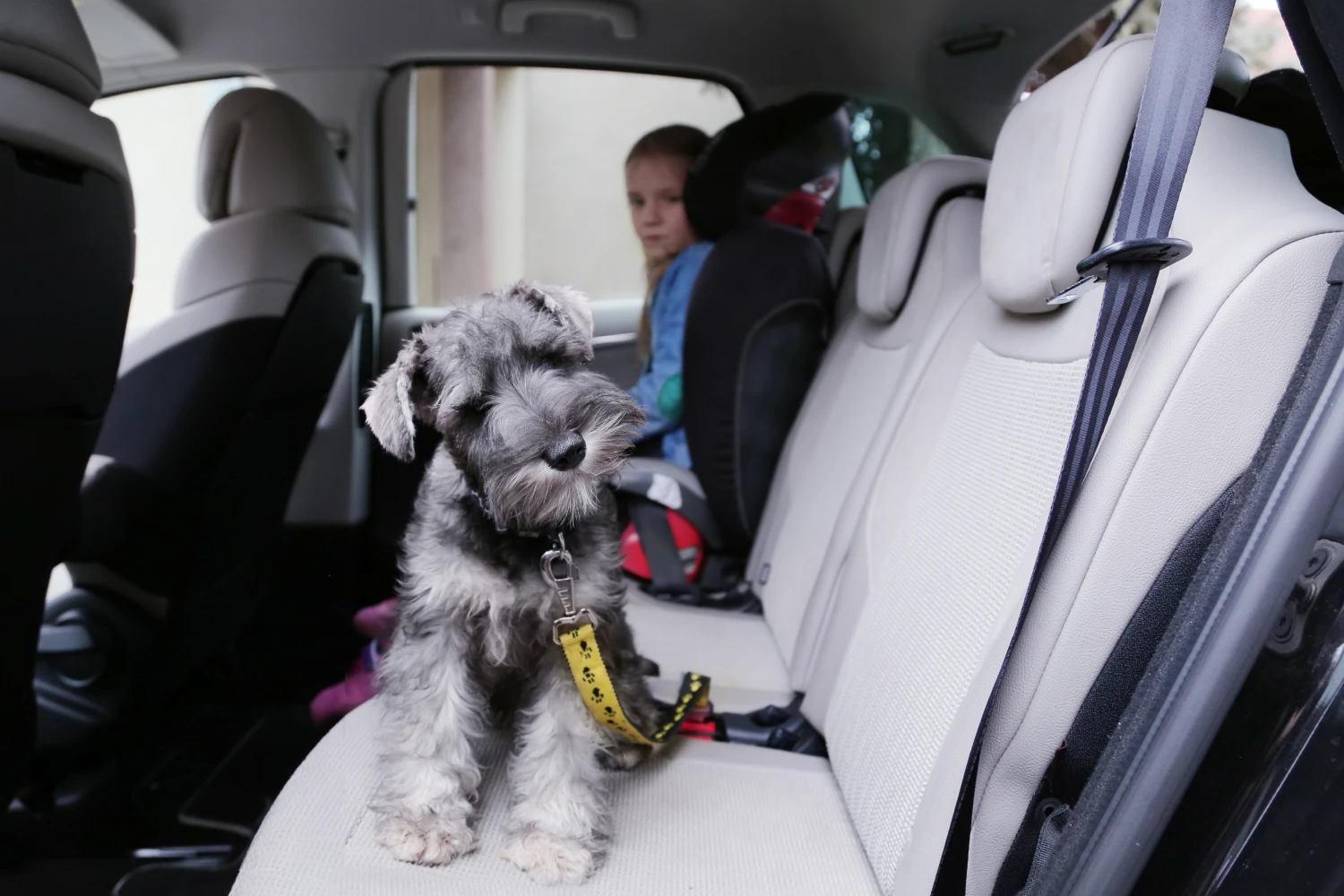 Ford Explorer Dog Safety Belt for Standard Schnauzers