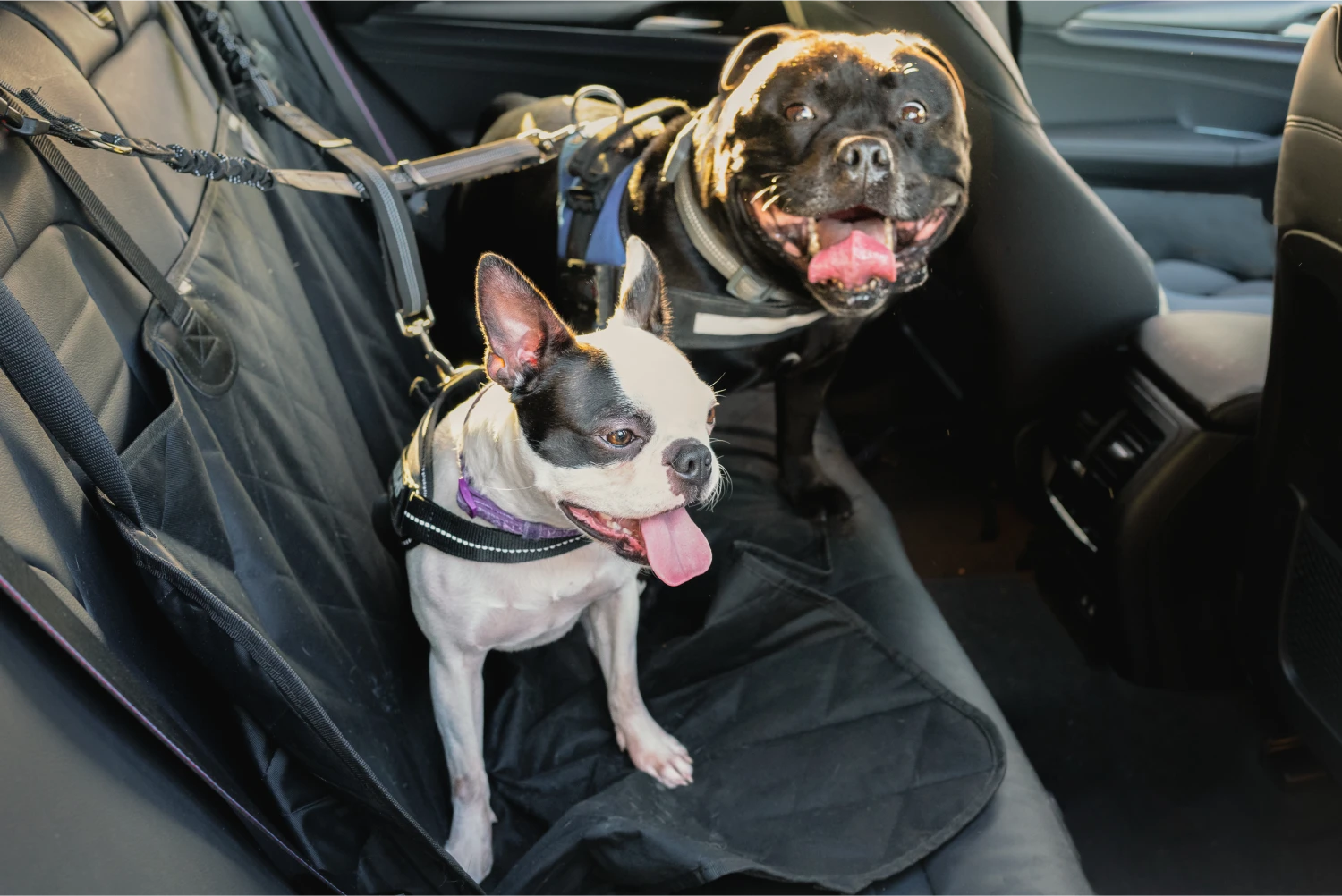 Giant Schnauzers  Dog Safety Belt for Ford Explorer