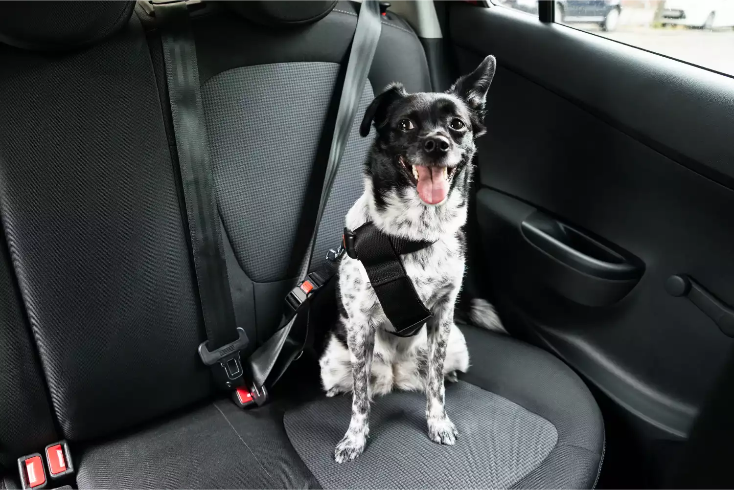 Kia Soul Dog Safety Belt for Bulldogs